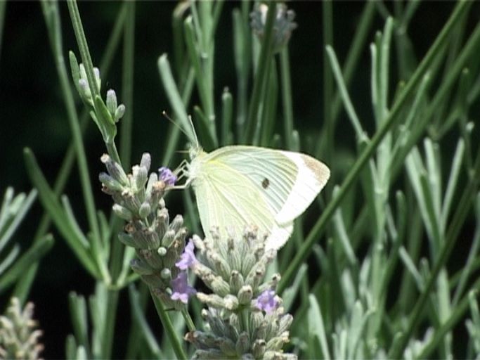 Kleiner Kohlweißling ( Pieris rapae ), Männchen, Flügelunterseite : Am Niederrhein, Garten, 31.07.2003